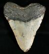 Inch Megalodon Tooth #5004-2